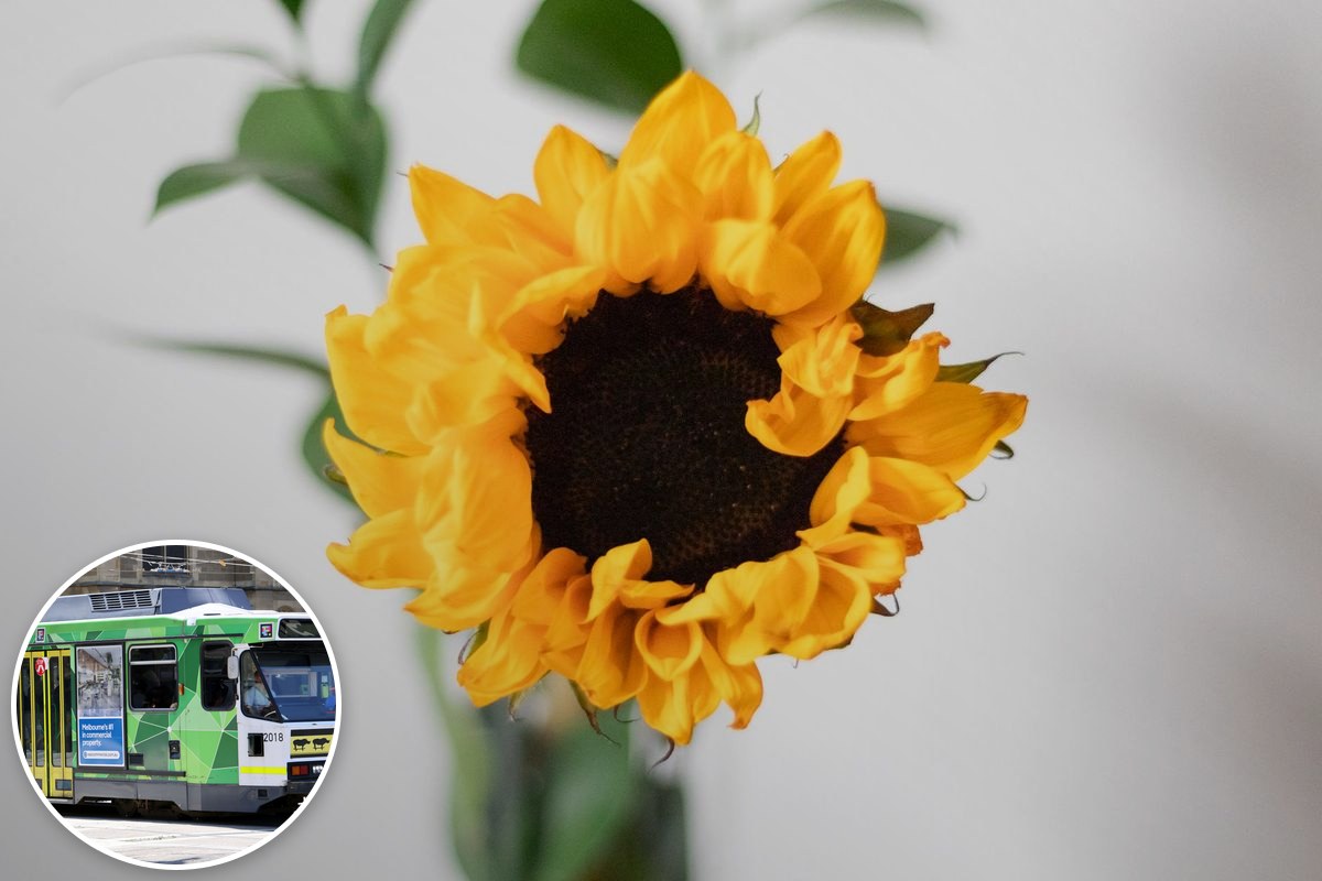 A single bright yellow sunflower in full bloom against a soft neutral background.